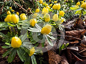 Macro of the Winter aconite Eranthis hyemalis starting to bloom in spring in bright sunlight. One of the earliest flowers to