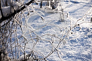 Macro Winter brunch with dry leaf in frost outdoor scene frozen leaves covered by snow natural background photography