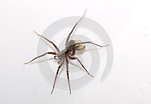 Macro of a wolf spider (Pardosa lugubris) with egg sack