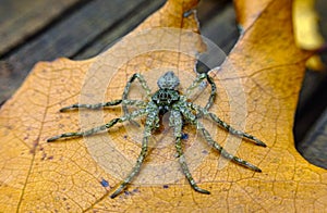 Wolf Spider Fresh Moult