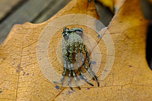 Wolf Spider Resting Moult