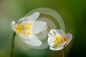 Macro of Wood Anemone flowerheads captured in a meadow