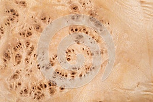 Macro of Wood Veneer