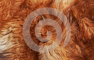 Macro Wool bright-red dog