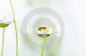 Macro of a Worker Honeybee Apis mellifera Collecting Pollen