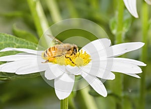 Macro of a Worker Honeybee Apis mellifera Collecting Pollen