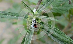 Macro world of an insect photo
