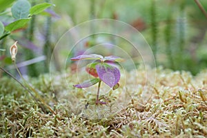 Macro world in Norway wild nature