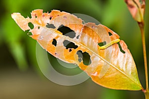 Macro worm eating leaf