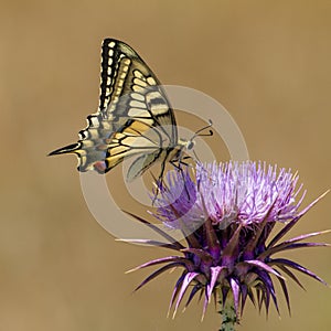 Macro of a yellow black butterfly called a swallowtail isolated on a thistle flower