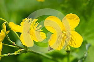 Macro of yellow blooming celandine flowers