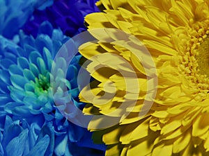 Macro of yellow and blue flowers gerbera near chrysanthemum