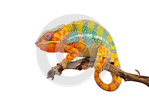 Yellow blue lizard Panther chameleon isolated on white background