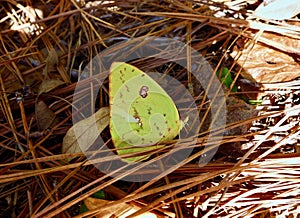 Macro of a yellow butterfly in a pine forest