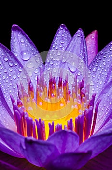 Macro yellow carpel of purple Lotus flower photo