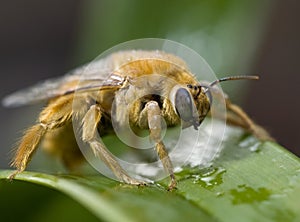 Macro of the yellow carpenterbee
