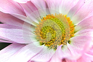 Macro of the yellow center on a pink mum