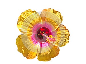 Macro of yellow China Rose flower Chinese hibiscus  isolate on white.