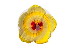 Macro of yellow China Rose flower Chinese hibiscus  isolate on white background.Saved with clipping path