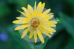 Macro of a yellow cup plant