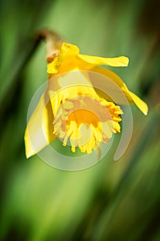Macro, yellow daffodil blossom in front of green blurring background