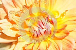 Macro of a yellow dahlia