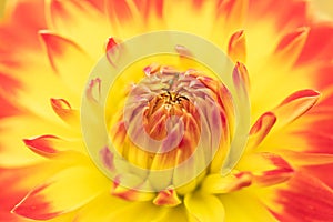 Macro of a yellow dahlia