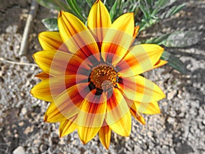 Macro yellow daisy