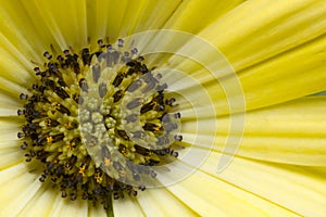 Macro Yellow Daisy