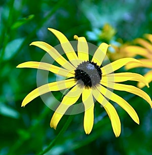 Macro yellow daisy