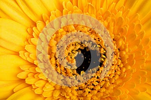Macro of yellow daisy