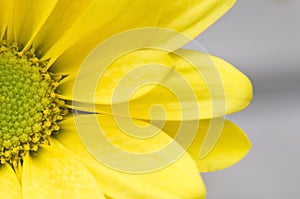 Macro yellow daisy