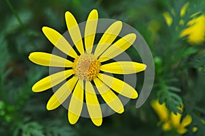 Macro of a yellow daisy