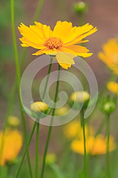 Macro yellow daisy