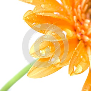 Macro of yellow daisy-gerbera head