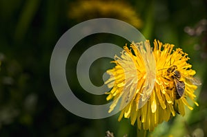 Macro Yellow Dandelion and Bumblebee covered in Polen photo