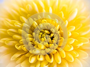 Macro of a yellow flower