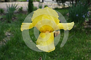 Macro of yellow flower of bearded iris