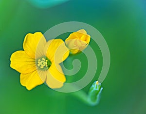 Macro of yellow flower and buds