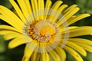 Macro Yellow Flower Doronicum orientale `Magnificum`