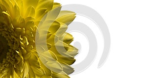 Macro of yellow flower gerbera isolated on white