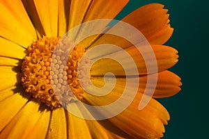 Macro of a yellow flower and petals