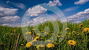 Yellow flowers of common dandelion grow in bright green grass of boundless pasture, season farmland field, on deep blue spring sky