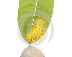 Macro yellow furry caterpillar on green leaf. Studio shot isolated on white