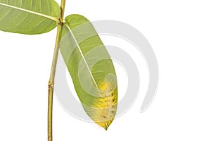 Macro yellow furry caterpillar on green leaf. Studio shot isolated on white