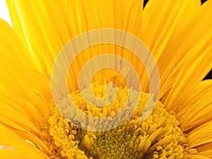 Macro of yellow Gerber daisy