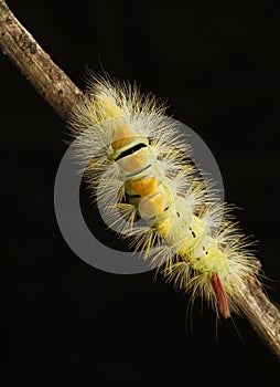 Macro of yellow hairy caterpillar