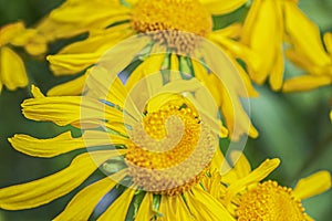 Macro of Yellow Hymenoxys Hoopesii