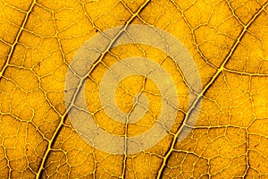 Macro of a yellow leaf showing its veins