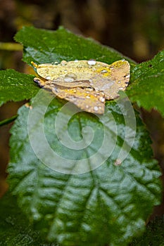 Macro of yellow leaves with raindrop photo